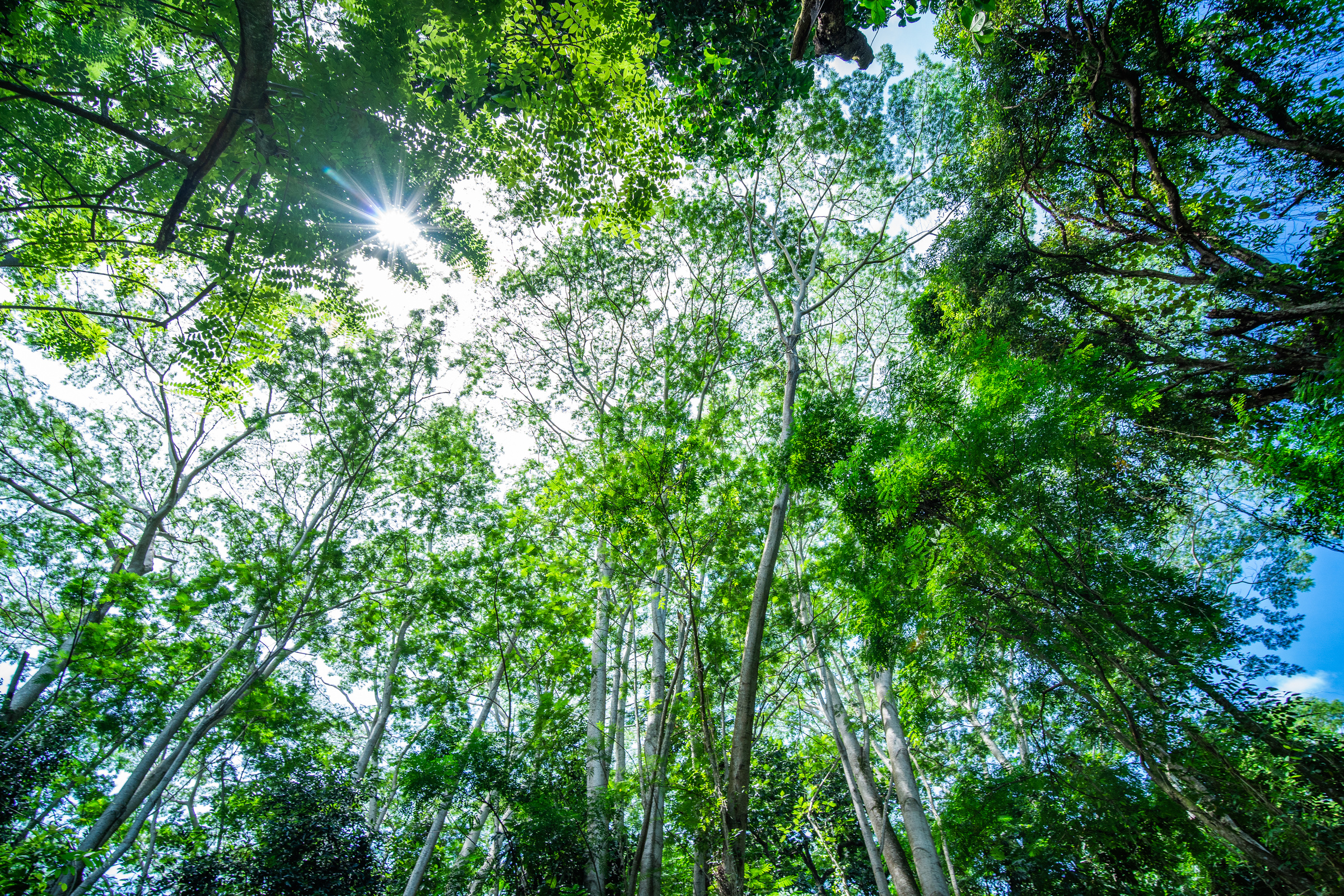 green lung of mother earth